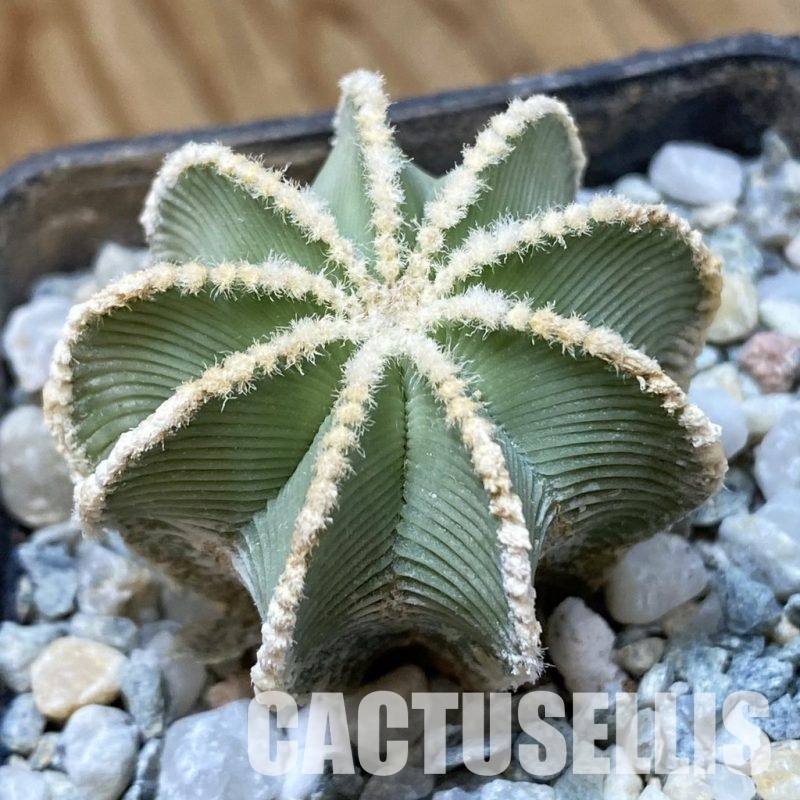 SH34938 Aztekium hintonii GCG 9763, seedling