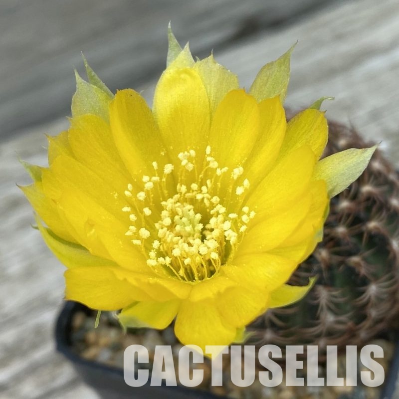 SH34479 Lobivia pusilla f. flaviflora