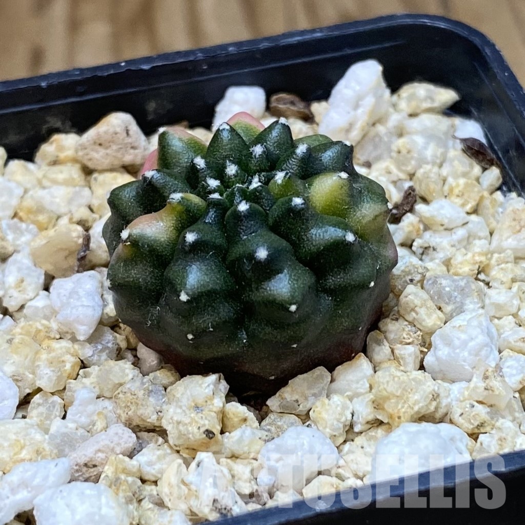 SH34942 Gymnocalycium mihanovichii ‘inermis’ f. variegata - Image 2