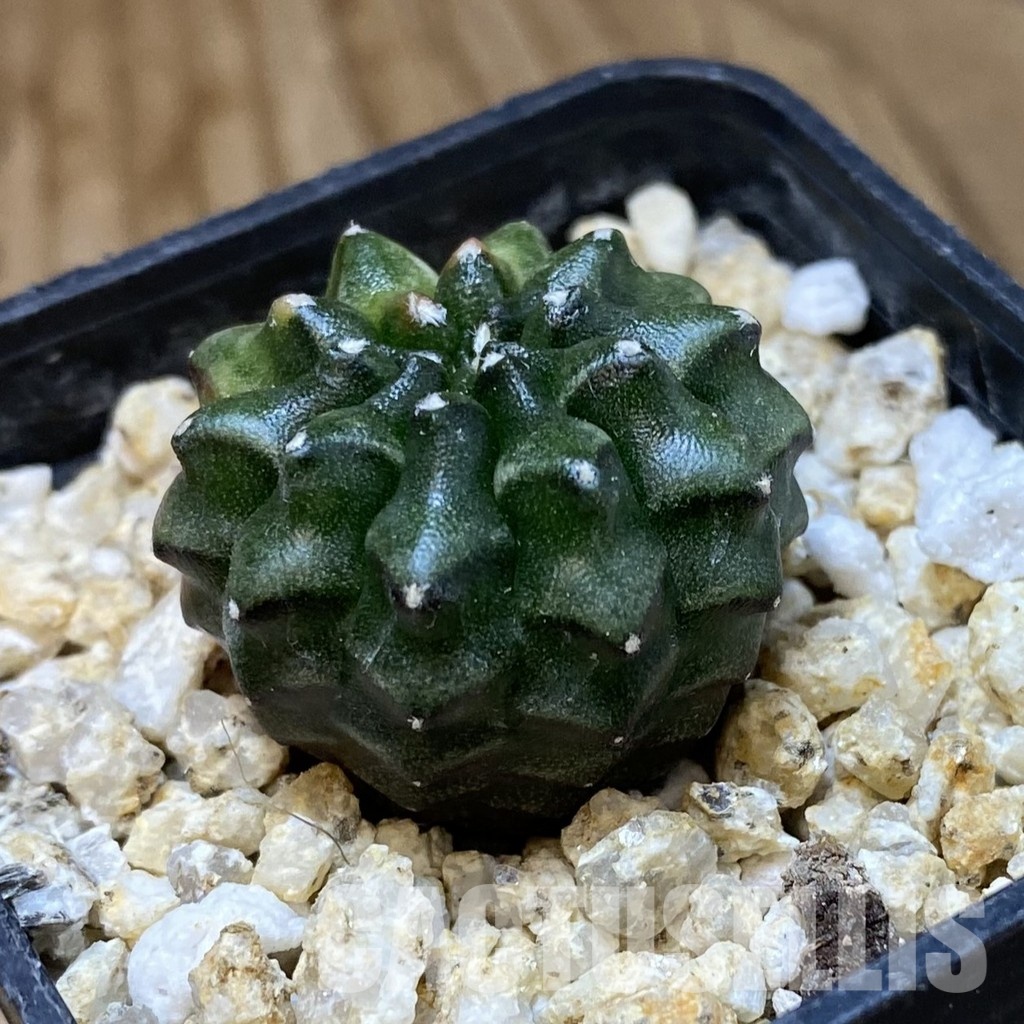 SH34943 Gymnocalycium mihanovichii ‘inermis’ f. variegata - Image 2