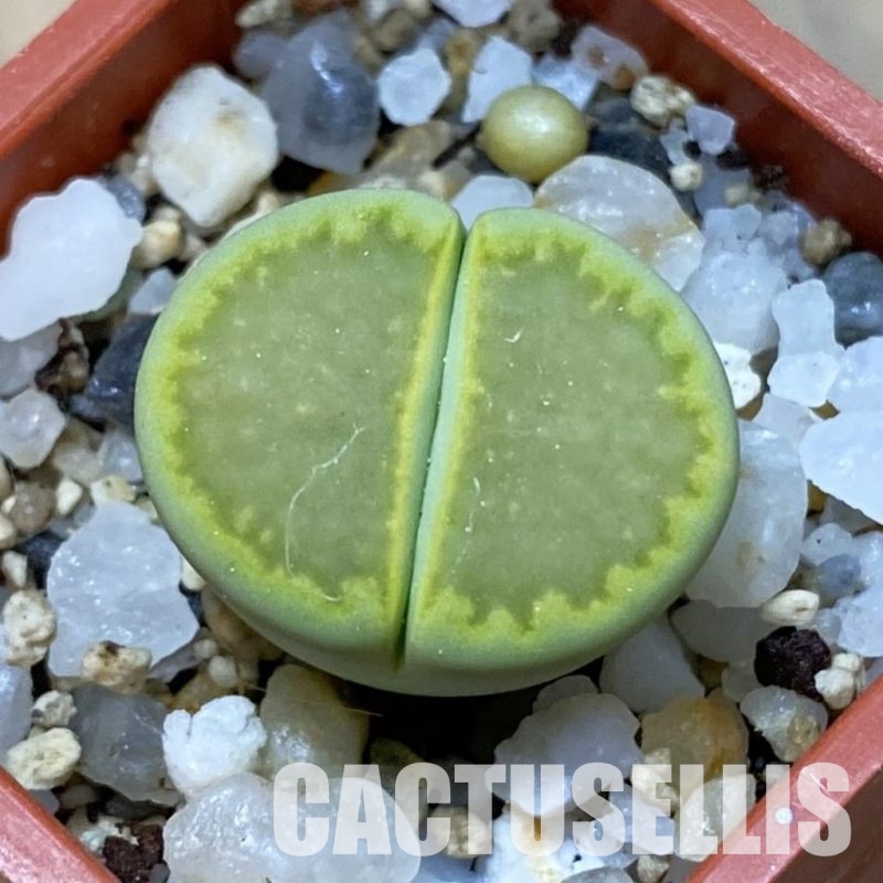 SH35103 Lithops hallii 'Yellow Biscuit' select form