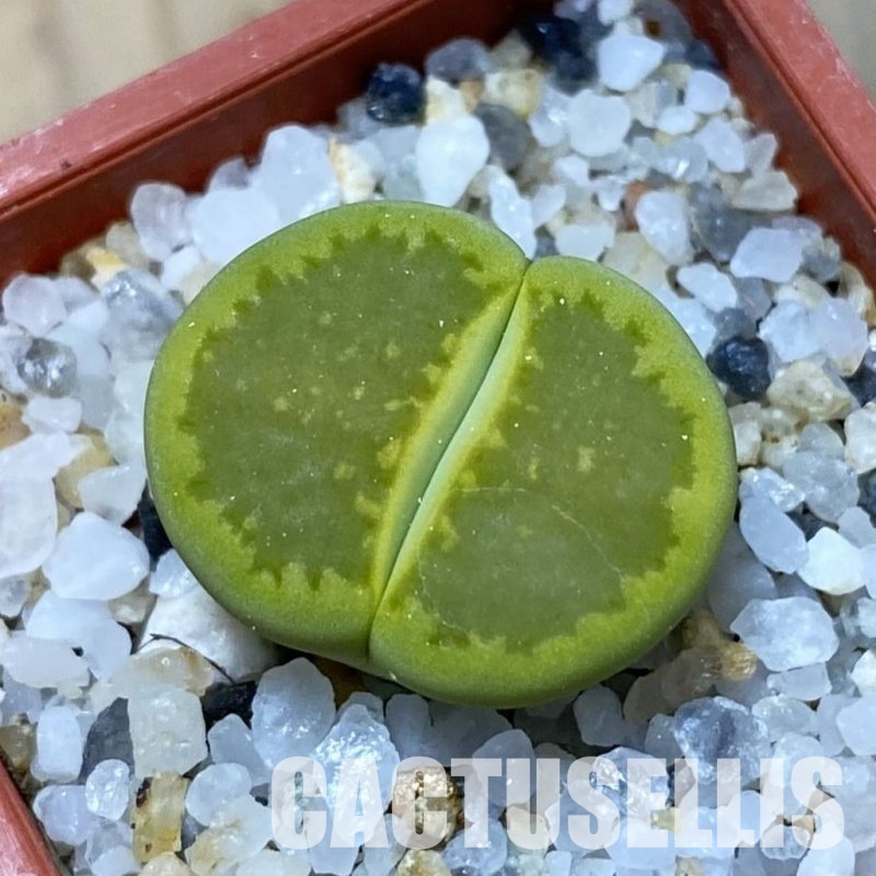 SH35104 Lithops hallii 'Yellow Biscuit' select form