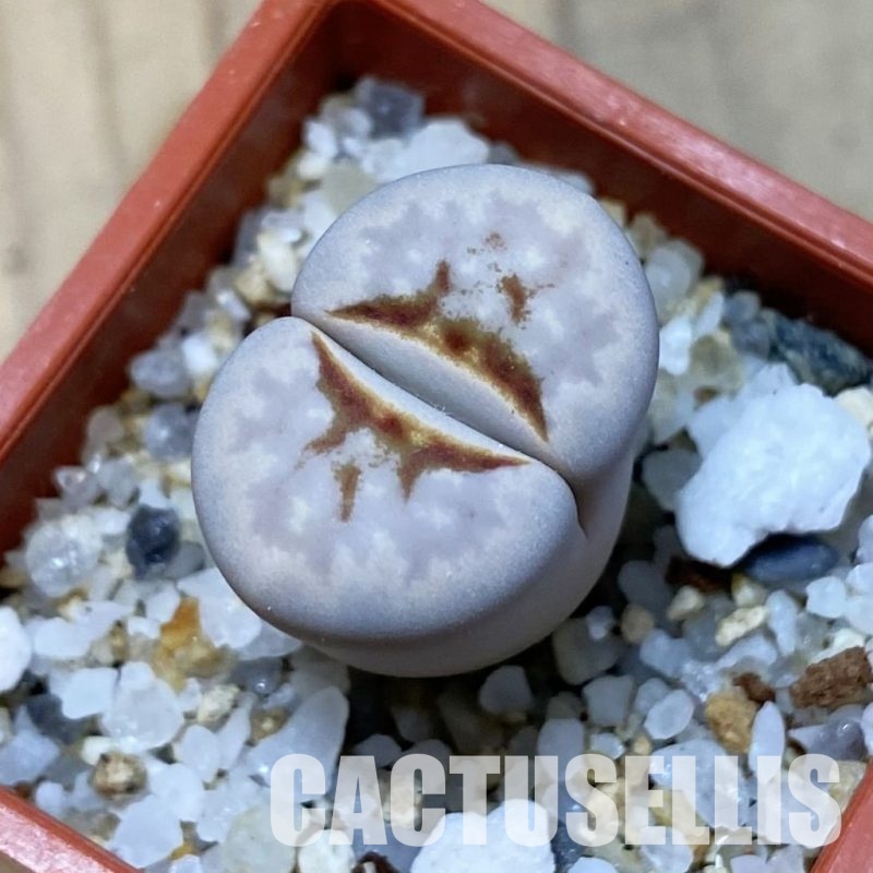 SH35107 Lithops julii 'Hot Lips'