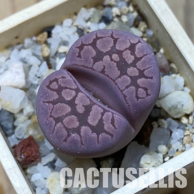 SH35109 Lithops otzeniana 'Cesky Granat'