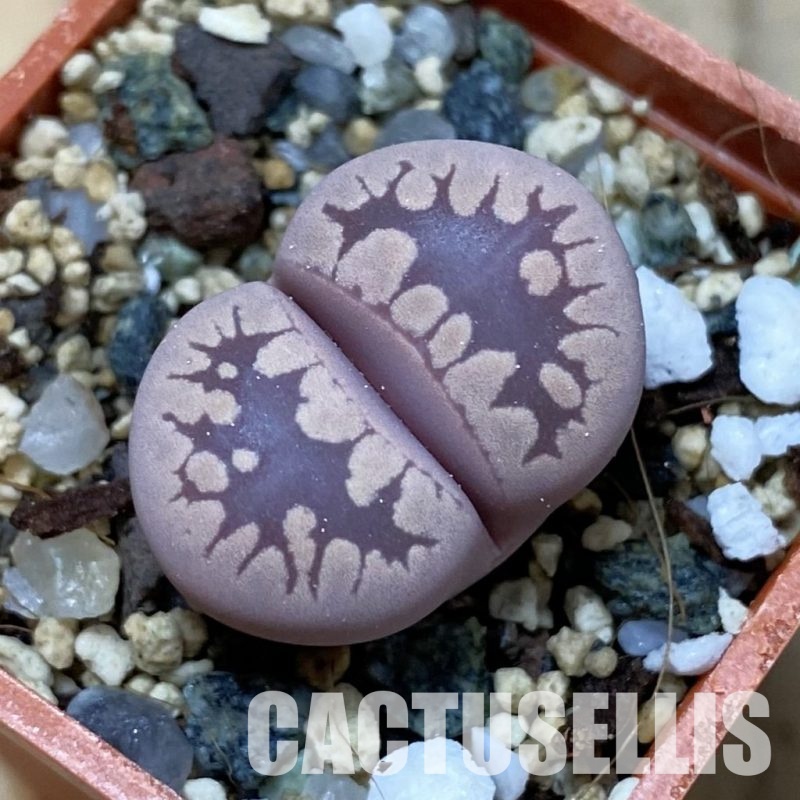 SH35110 Lithops otzeniana 'Cesky Granat'
