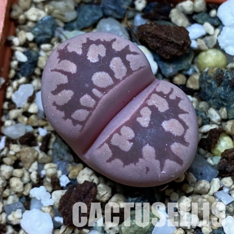 SH35111 Lithops otzeniana 'Cesky Granat'