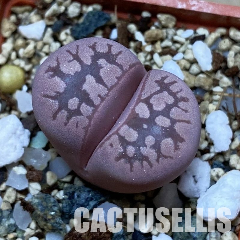 SH35112 Lithops otzeniana 'Cesky Granat'
