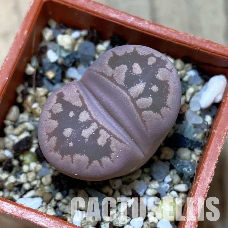 SH35114 Lithops otzeniana 'Cesky Granat'