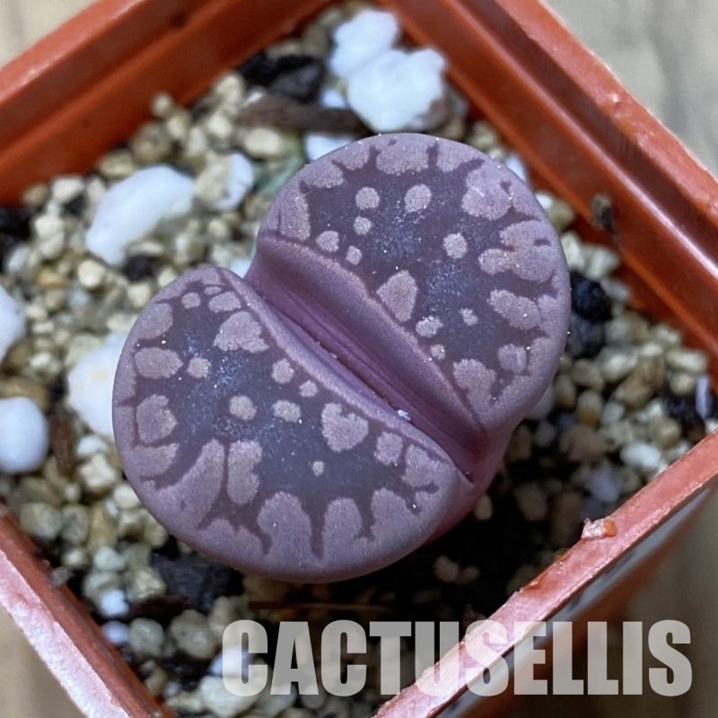 SH35115 Lithops otzeniana 'Cesky Granat'