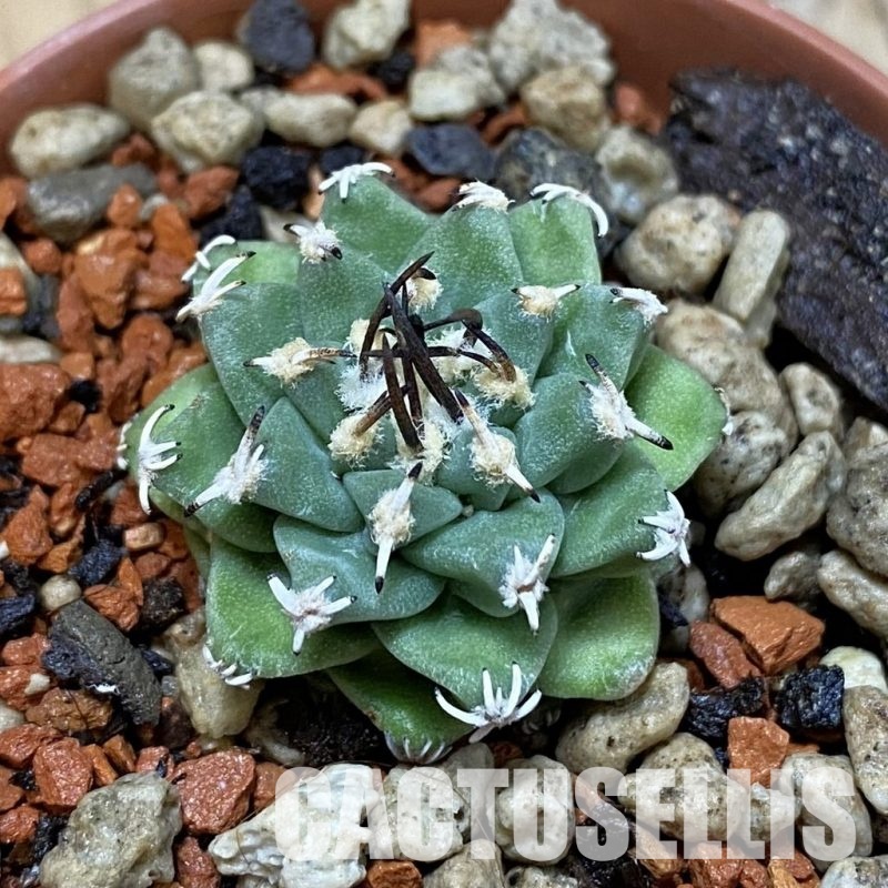 SH35149 Turbinicarpus alonsoi