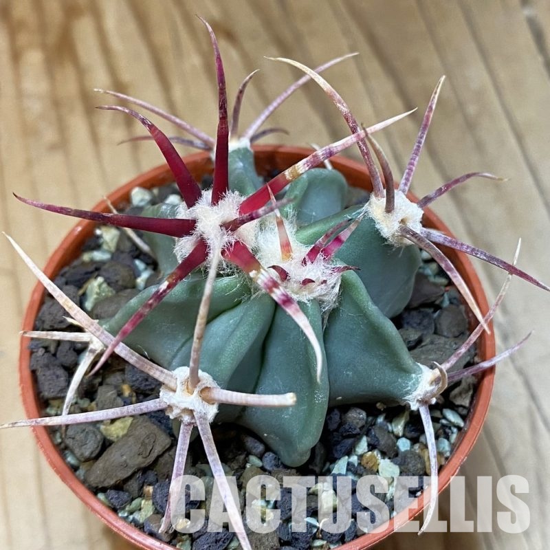 SH35151 Echinocactus parryi