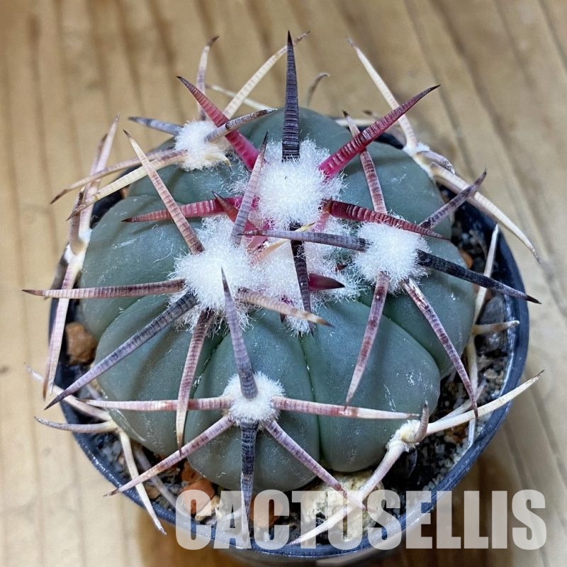 SH35152 Echinocactus horizonthalonius -Salinas-