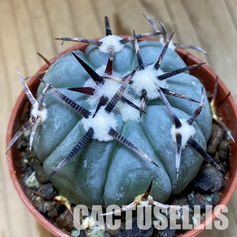 SH35153 Echinocactus horizonthalonius KMR 22
