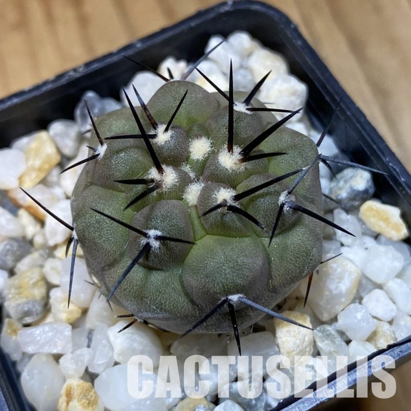 SH35160 Copiapoa cinerea PHA 2945