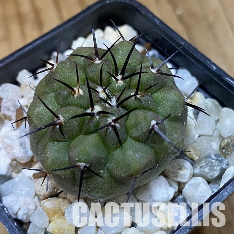 SH35161 Copiapoa cinerea f. solitaria PHA 3026, seedling