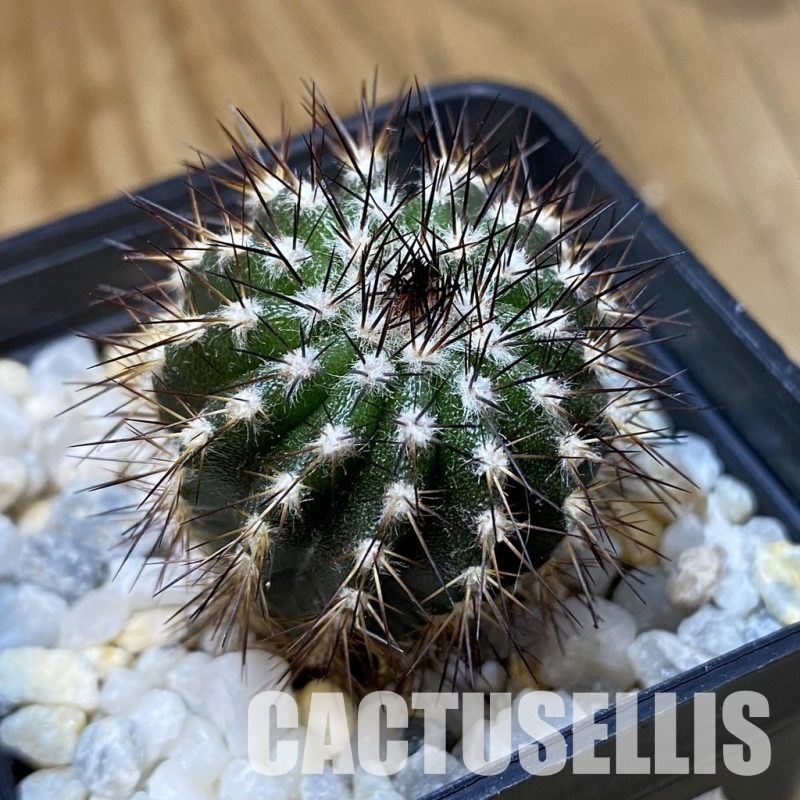 SH35162 Uebelmannia pectinifera, seedling