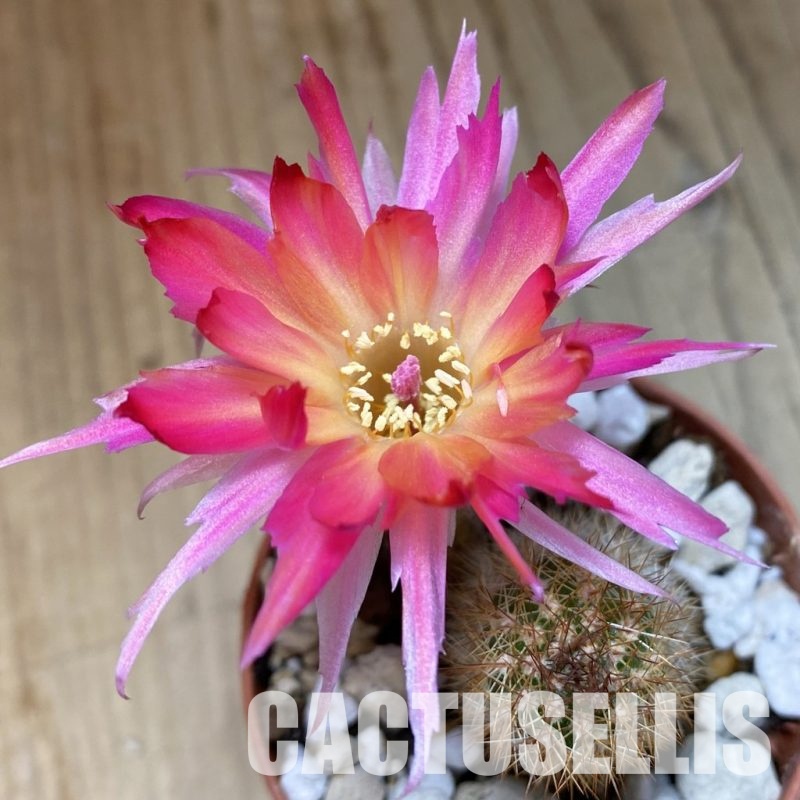 SH35194 Chamaecereus PAN 17.8.388