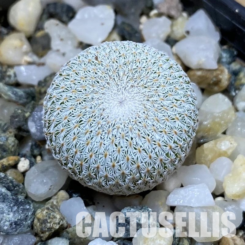 SH35164 Epithelantha bokei v. unguispina VM 418
