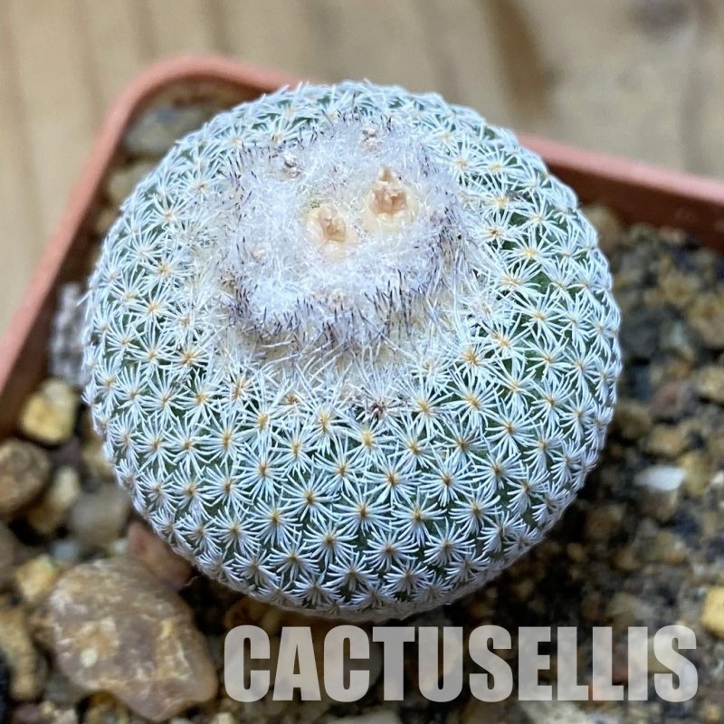 SH35165 Epithelantha micromeris Lau 737