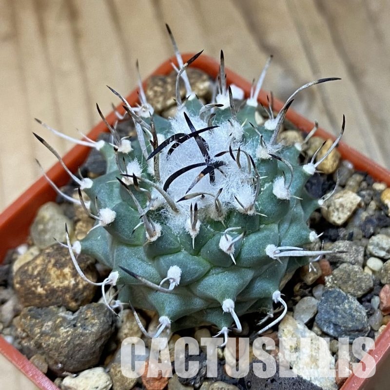 SH35166 Turbinicarpus roseiflorus v. albiflorus, 6 years old