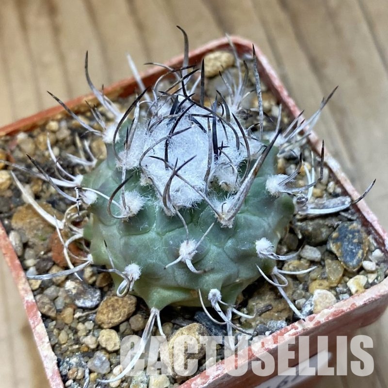SH35167 Turbinicarpus roseiflorus v. albiflorus, 6 years old