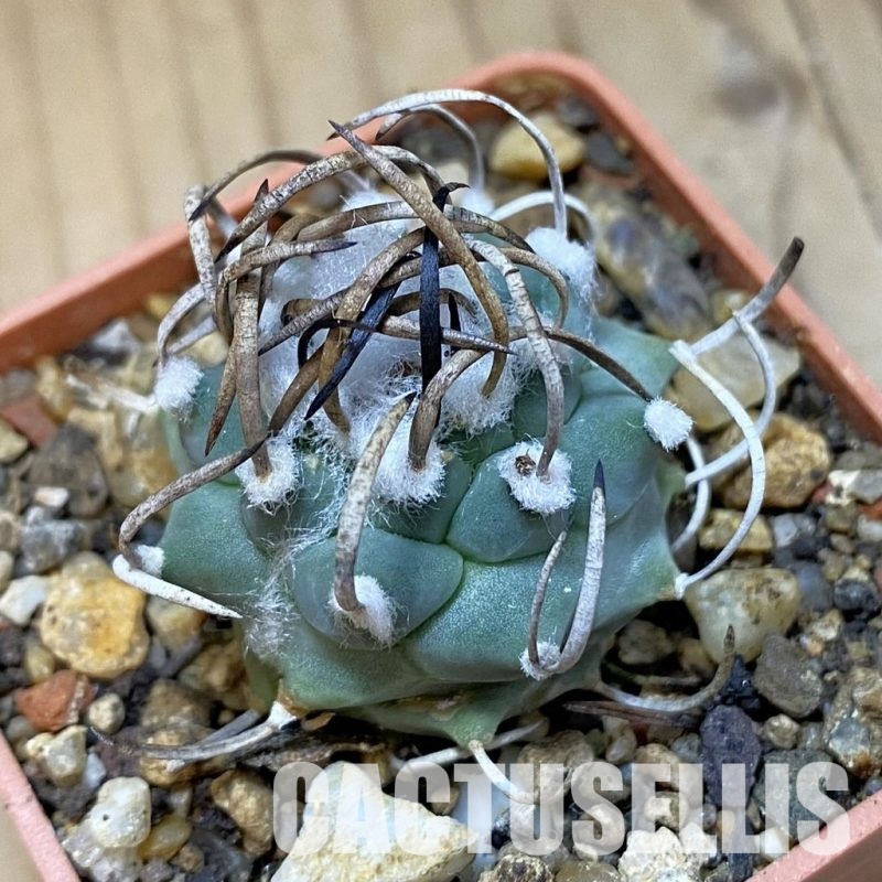 SH35168 Turbinicarpus macrochele, 6 years old