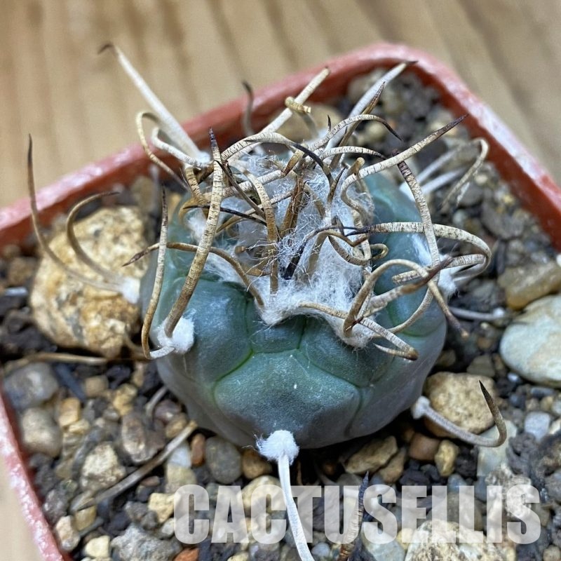 SH35169 Turbinicarpus macrochele, 6 years old
