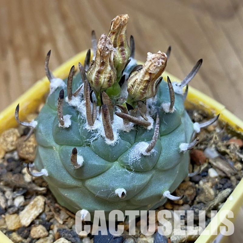 SH35170 Turbinicarpus polaskii SB 269, 8 years old