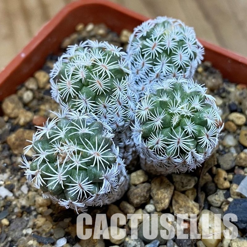 SH35171 Turbinicarpus krainzianus