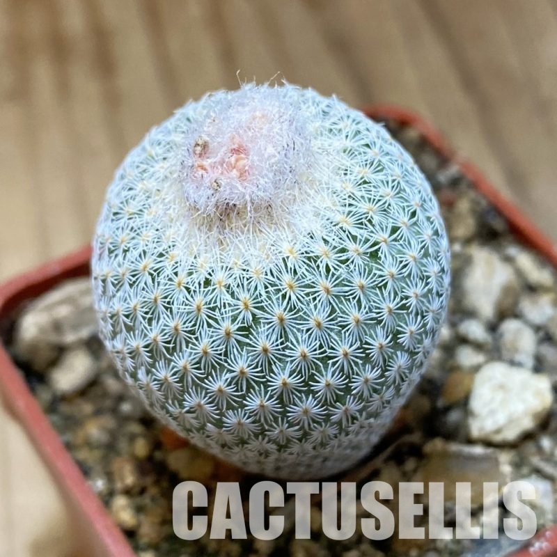SH35172 Epithelantha micromeris SB 1327