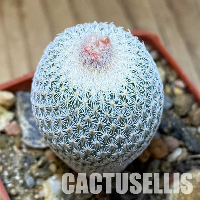 SH35173 Epithelantha micromeris SB 1327