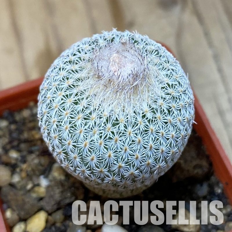 SH35175 Epithelantha neomexicana