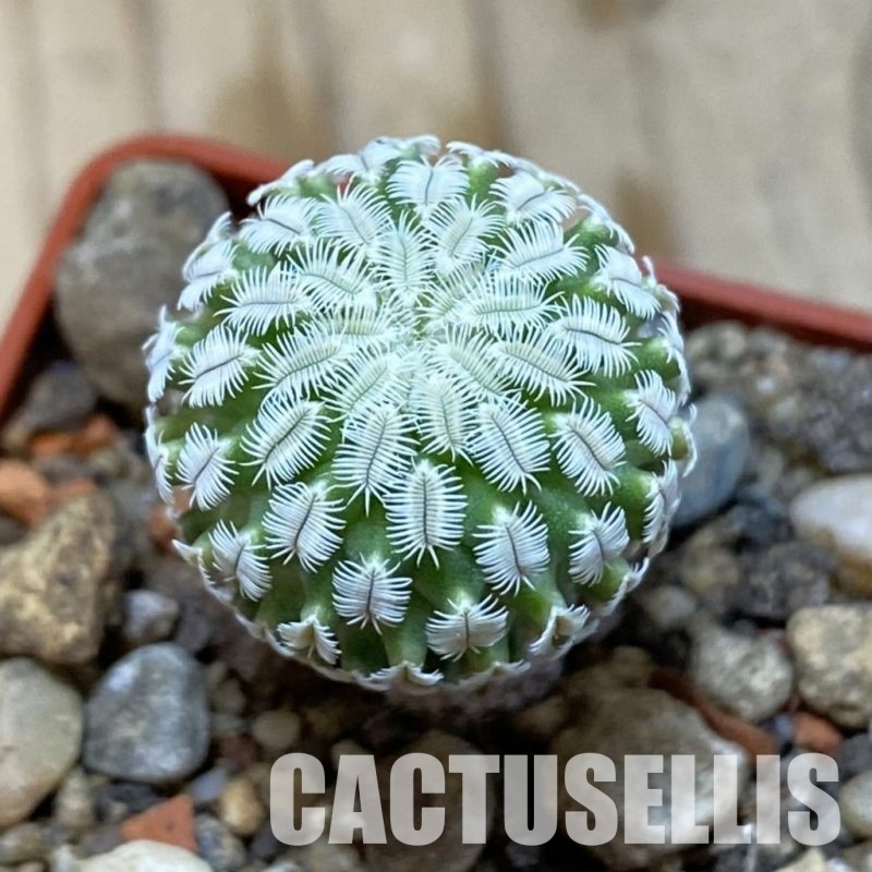 SH35176 Turbinicarpus mombergeri