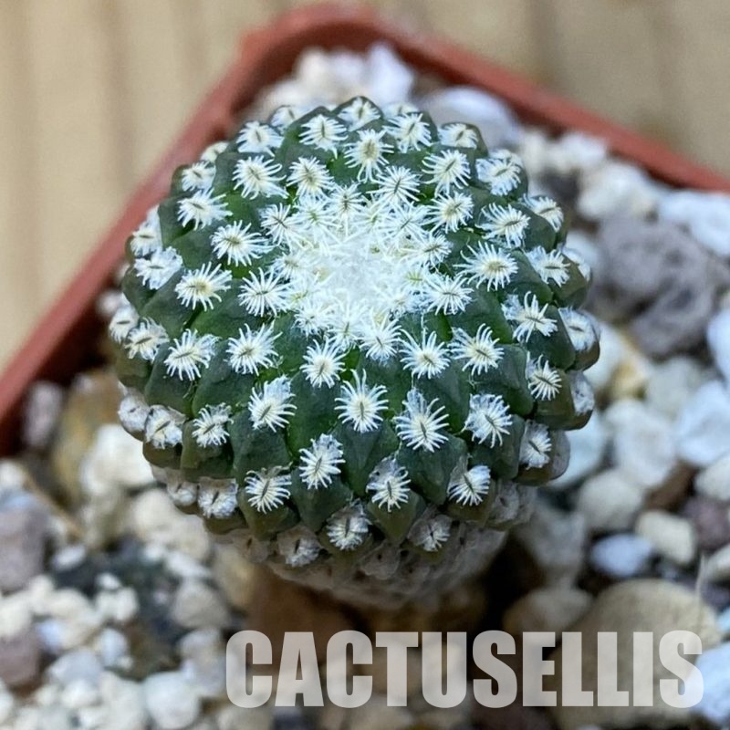 SH35179 Pelecyphora strobiliformis, 6 years old