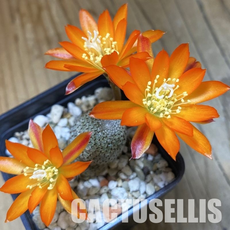 SH35116 Rebutia heliosa
