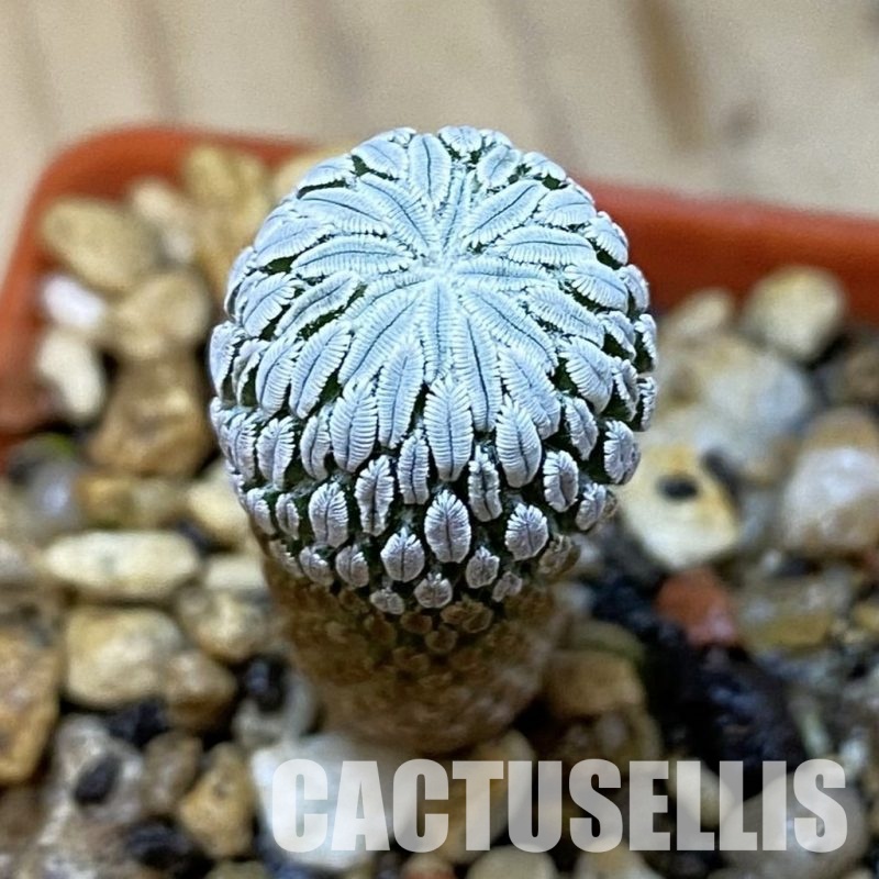 SH35180 Pelecyphora aselliformis LH 1042