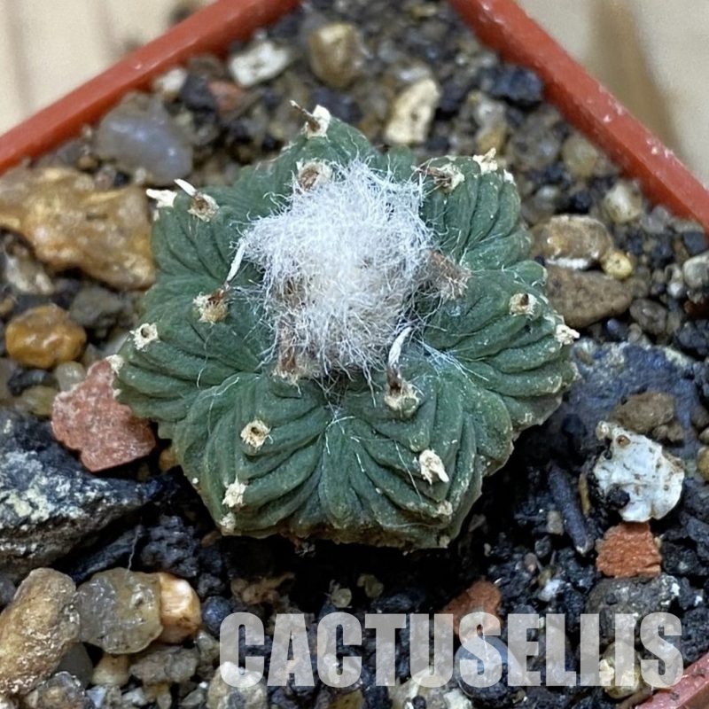 SH35181 Aztekium ritteri VM 619, seedling