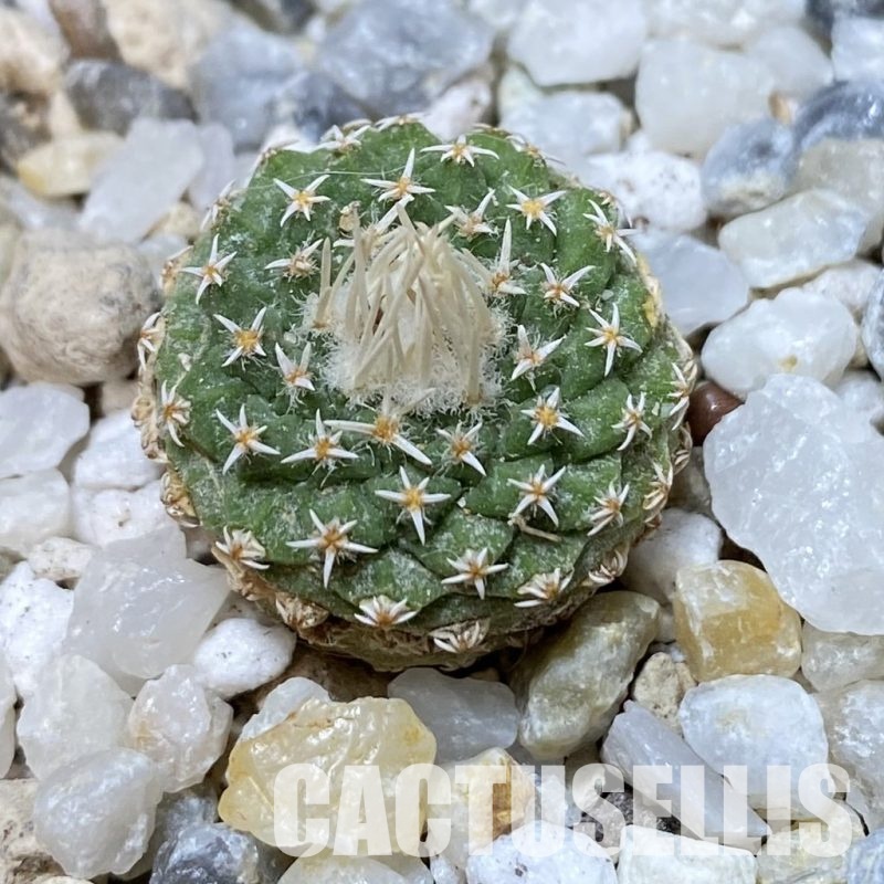 SH35182 Strombocactus disciformis f. minimus VM 204