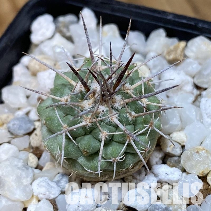SH35185 Strombocactus corregidorae KPP 1700