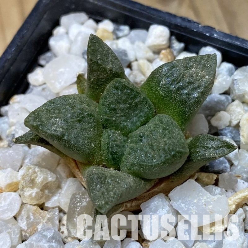 SH35186 Ariocarpus lloydii