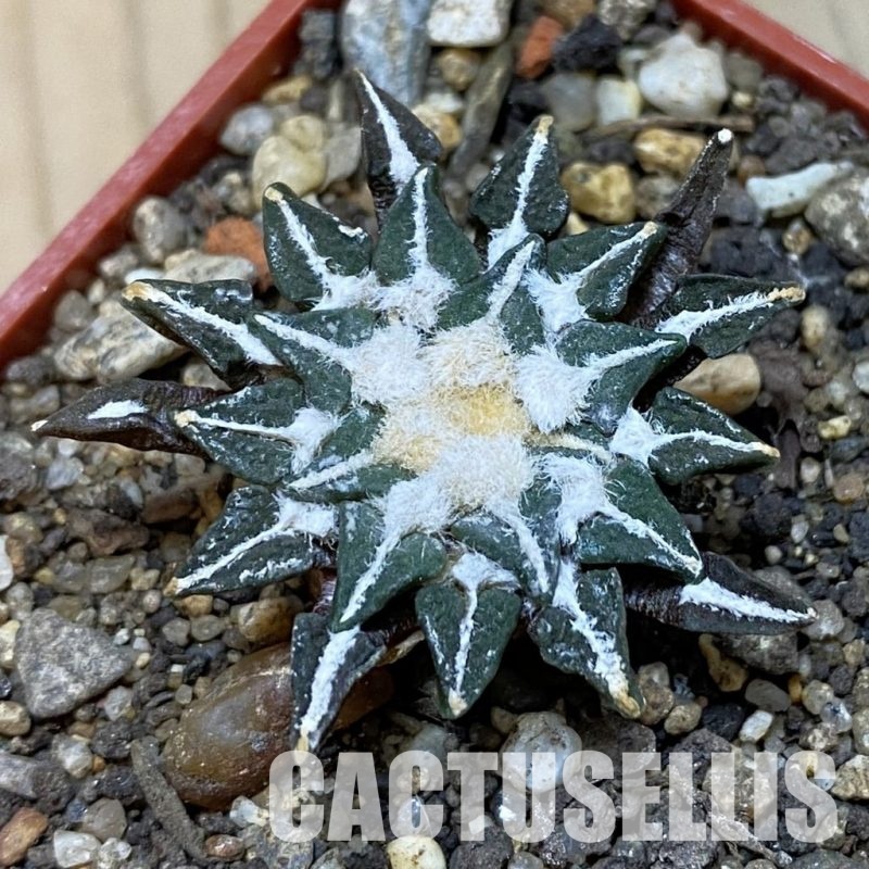 SH35187 Ariocarpus kotschoubeyanus v. macdowellii