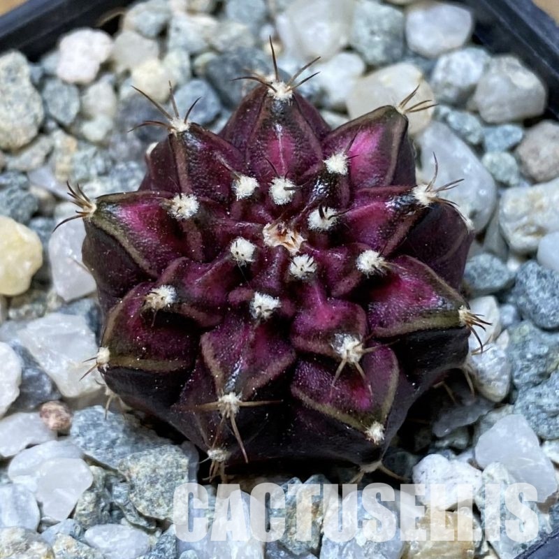 SH35188 Gymnocalycium mihanovichii 'T-Lux'