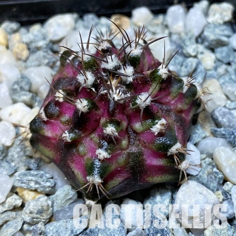 SH35189 Gymnocalycium mihanovichii 'T-Lux'