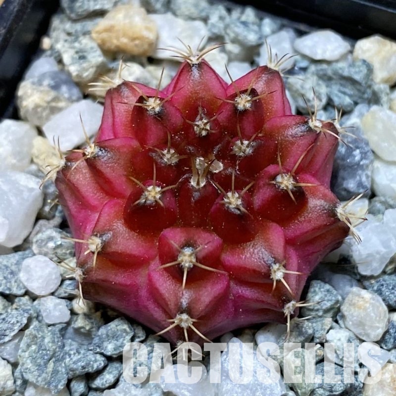 SH35190 Gymnocalycium mihanovichii ‘Neon’ hybrid, seedling