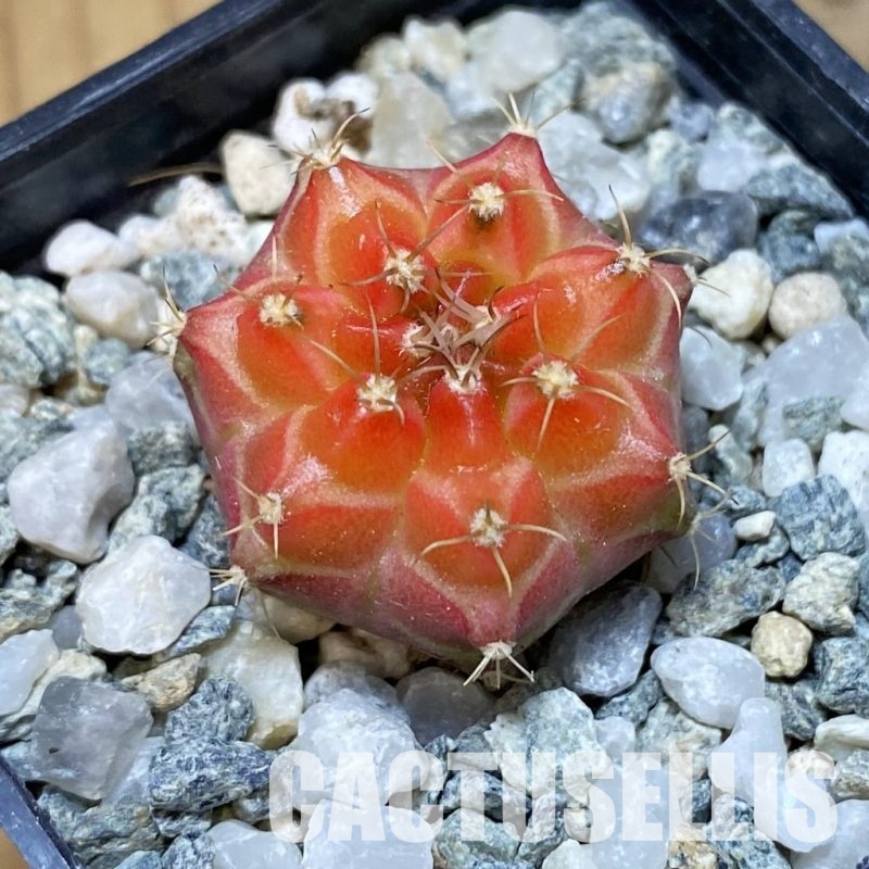 SH35191 Gymnocalycium mihanovichii ‘Neon’ hybrid, seedling