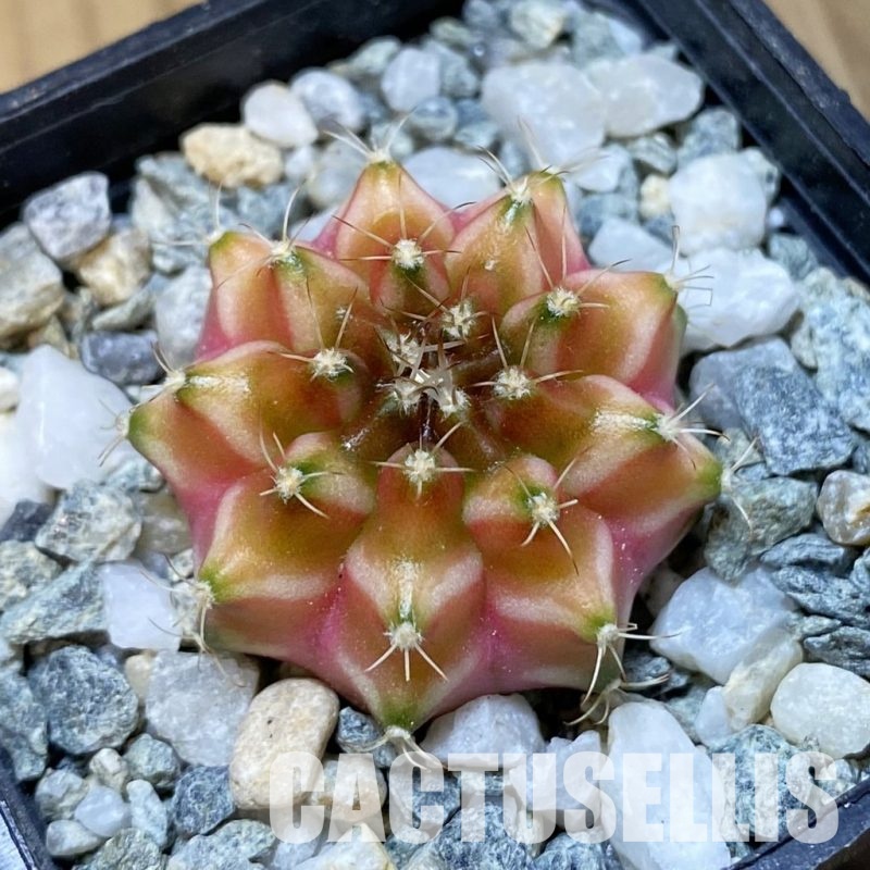 SH35192 Gymnocalycium mihanovichii ‘Neon’ hybrid, seedling
