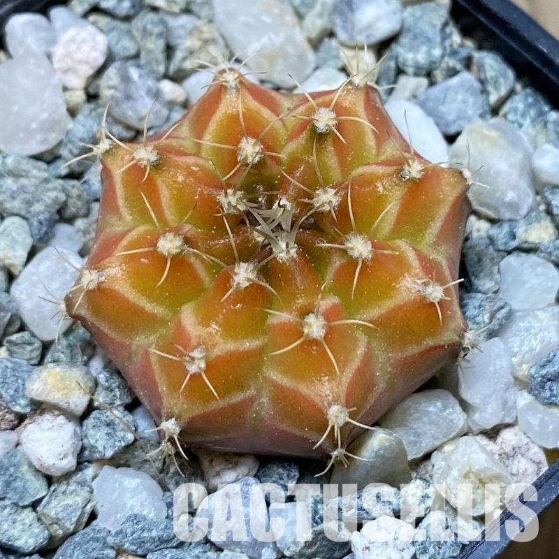 SH35193 Gymnocalycium mihanovichii ‘Neon’ hybrid, seedling