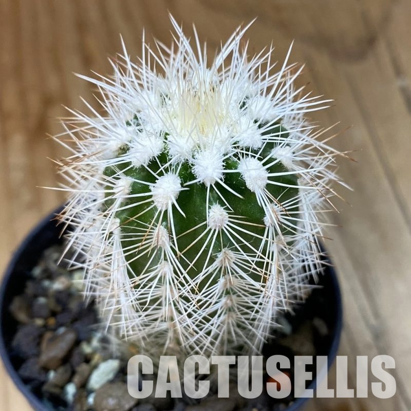 SH35124 Echinocereus reichenbachii v. albispinus (cold-resistant)