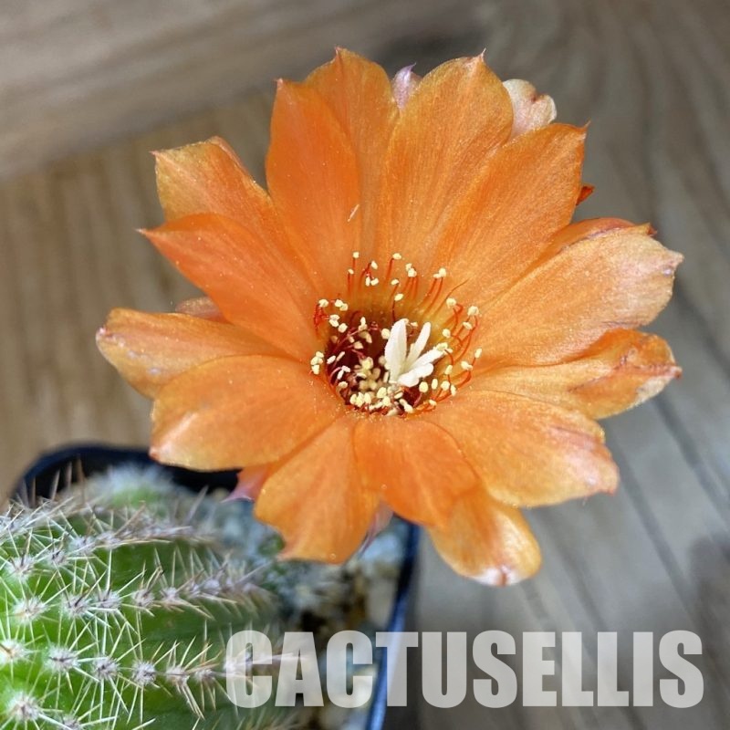 SH35118 Chamaecereus hybrid