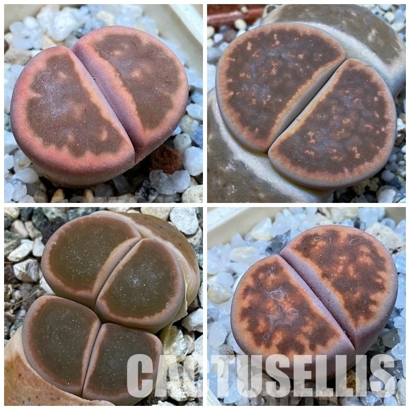 LOT741 50 SEEDS/50 СЕМЕНА Lithops karasmontana ssp. bella 'Fenestrata' 2024